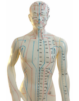 Ανδρικό Μοντέλο Βελονισμού – 50 cm Ανδρικό Μοντέλο Βελονισμού – 50 cm